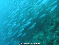 The Sardine Run on Panagsama by Hansruedi Wuersten 